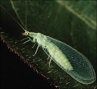 lacewing2